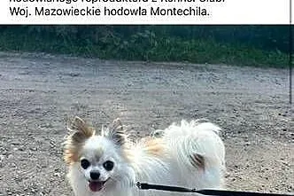 Reproduktor Chihuahua, Mazowieckie, Skrzeszew