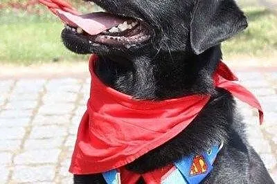 Zorro - piękny, młody pies w typie labradora szuka