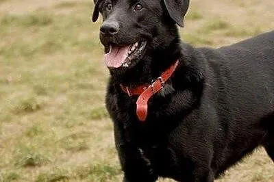 Zorro - piękny, młody pies w typie labradora szuka