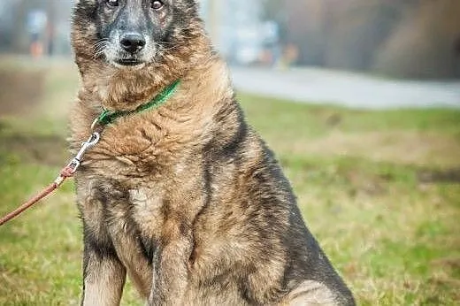 OTOZ Animals - Gandalf - pokochaj psiego seniora! 