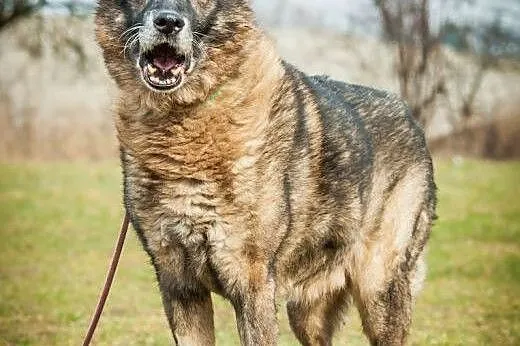 OTOZ Animals - Gandalf - pokochaj psiego seniora! 