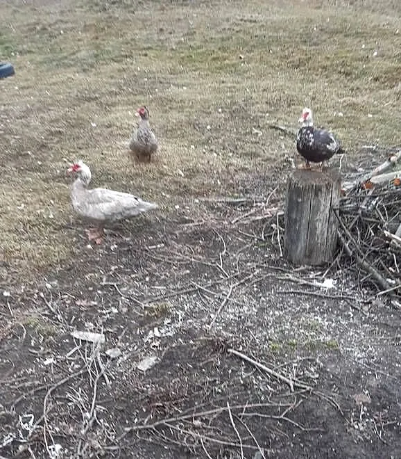 Kaczki i kaczory, Małopolskie, Tuchów