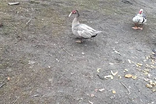 Kaczki i kaczory, Małopolskie, Tuchów