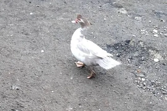 Kaczki i kaczory, Małopolskie, Tuchów