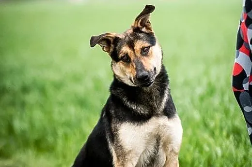 Młodziutka, inteligentna Sara do adopcji., mazowieckie Warszawa