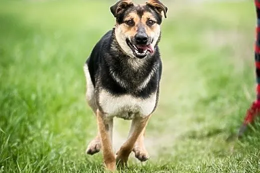 Młodziutka, inteligentna Sara do adopcji.,  mazowi