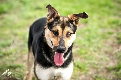 Młodziutka, inteligentna Sara do adopcji.,  mazowi