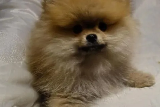 Piesek Pomeranian Import Rosja