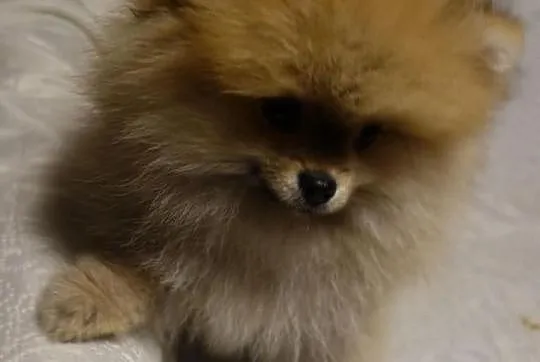 Piesek Pomeranian Import Rosja