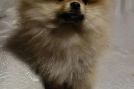 Piesek Pomeranian Import Rosja