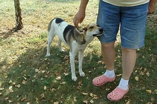 Masza szuka domu!,  mazowieckie Warszawa