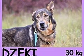 Duży 30 kg, starszy,przyjacielski,kontaktowy pies DŻEKI.Adopcja, mazowieckie Warszawa