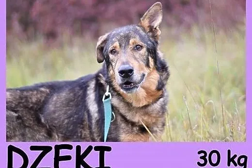 Duży 30 kg, starszy,przyjacielski,kontaktowy pies 