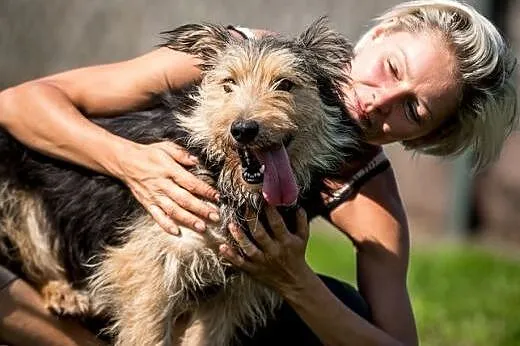 SZCZEPAN - mały psiak - do adopcji,  śląskie Katowice