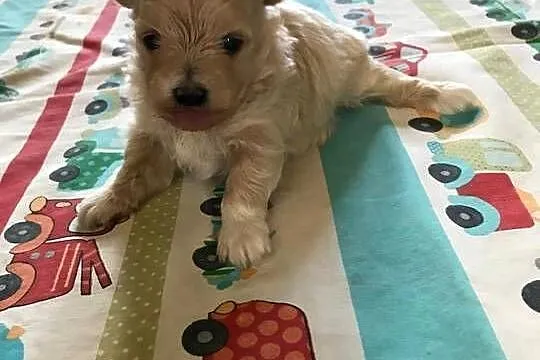 Maltipoo  dziewczynka  prześliczna po małych rodzicach