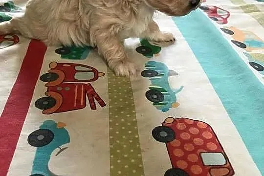 Maltipoo  dziewczynka  prześliczna po małych rodzicach, Dolnośląskie, Bielany Wrocławskie