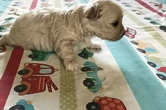 Maltipoo  dziewczynka  prześliczna po małych rodzicach, Dolnośląskie, Bielany Wrocławskie