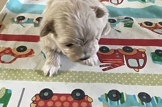 Maltipoo  dziewczynka  prześliczna po małych rodzicach, Dolnośląskie, Bielany Wrocławskie