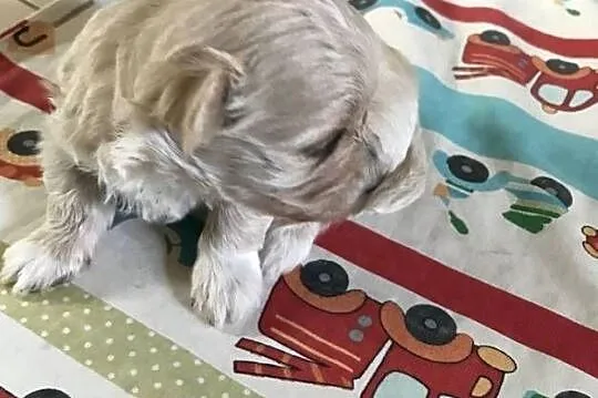 Maltipoo  dziewczynka  prześliczna po małych rodzicach, Dolnośląskie, Bielany Wrocławskie