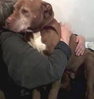 Fiodor Pit Bull Terrier red nose , mazowieckie W