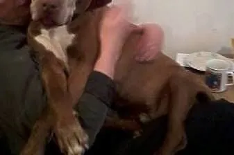 Fiodor Pit Bull Terrier red nose  ,  mazowieckie W
