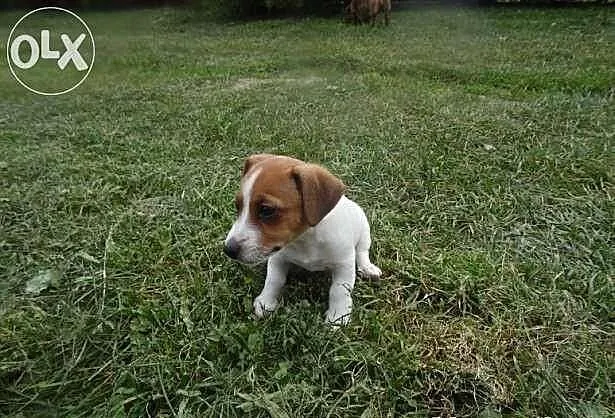 Jack russel terrier