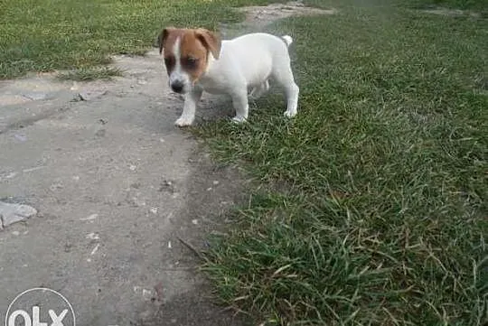 Jack russel terrier
