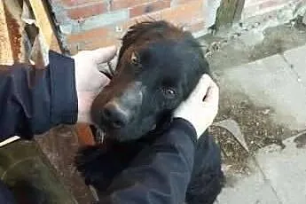CYPIS- czarny psiak w typie spaniela na łańcuchu, 