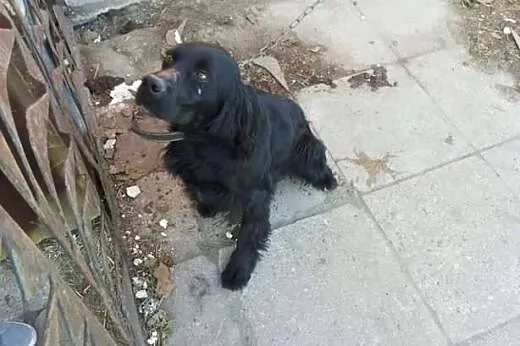 CYPIS- czarny psiak w typie spaniela na łańcuchu, 
