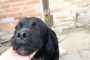CYPIS- czarny psiak w typie spaniela na łańcuchu, 