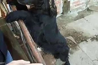 CYPIS- czarny psiak w typie spaniela na łańcuchu, 