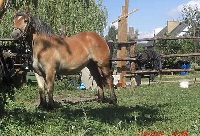 Kon, klacz zimnokrwista