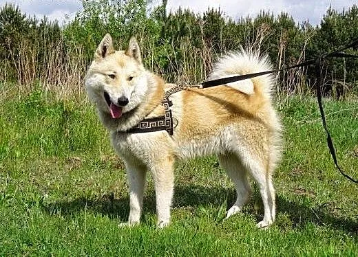 Dejl – energiczny, oryginalny mix husky