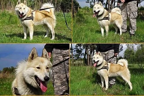 Dejl &#8211; energiczny, oryginalny mix husky 