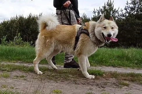 Dejl &#8211; energiczny, oryginalny mix husky 