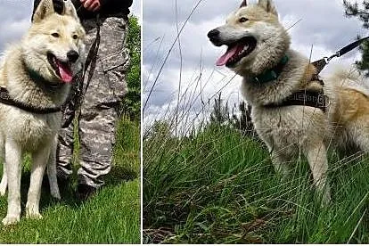 Dejl &#8211; energiczny, oryginalny mix husky 