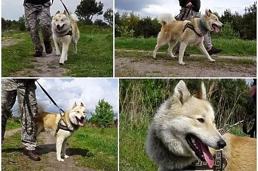 Dejl &#8211; energiczny, oryginalny mix husky 