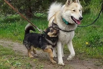Dejl &#8211; energiczny, oryginalny mix husky 