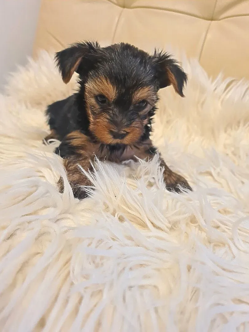 Yorkshire terrier mini, Lubelskie, Kraśnik