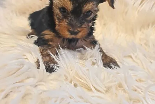Yorkshire terrier mini, Lubelskie, Kraśnik