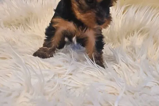 Yorkshire terrier mini, Lubelskie, Kraśnik