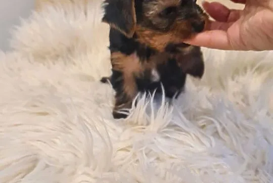 Yorkshire terrier mini, Lubelskie, Kraśnik