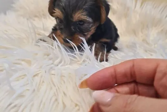 Yorkshire terrier mini, Lubelskie, Kraśnik