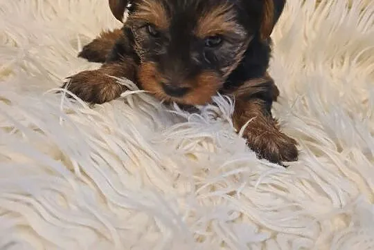 Yorkshire terrier mini, Lubelskie, Kraśnik