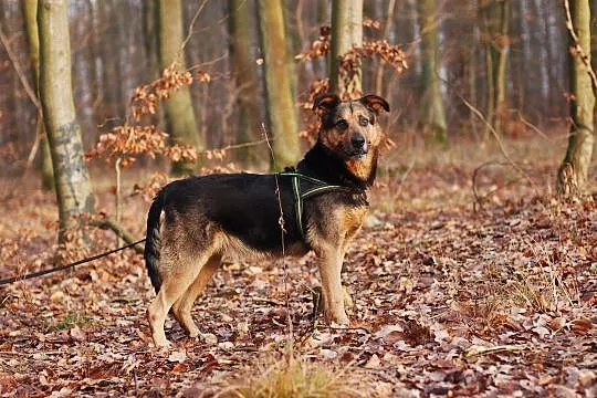 Misza, wyjątkowa sunia szuka wyjątkowego domu!