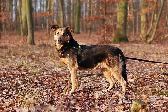 Misza, wyjątkowa sunia szuka wyjątkowego domu!