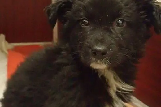 Hilton - puszysty przyjaciel do adopcji ,  łódzkie
