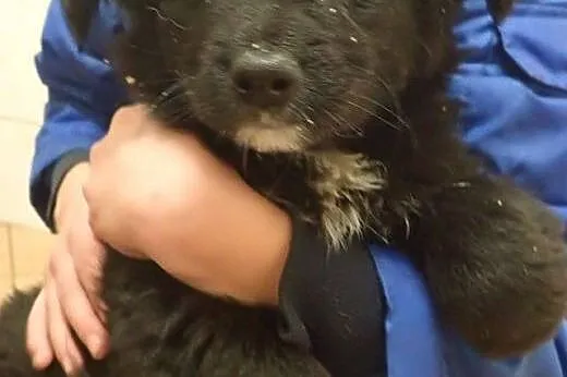 Hilton - puszysty przyjaciel do adopcji ,  łódzkie