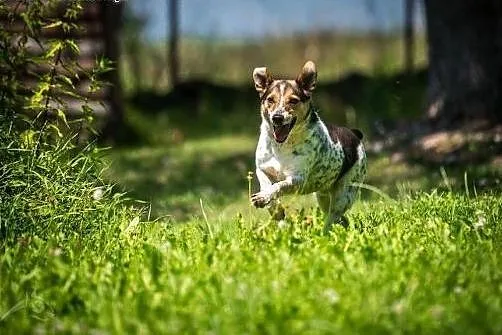 Gacek pokocha Cię jak nikt inny!,  lubelskie Lubli