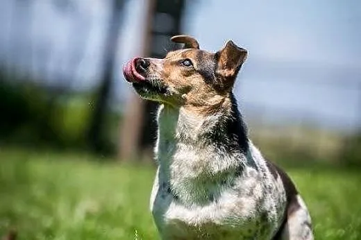 Gacek pokocha Cię jak nikt inny!,  lubelskie Lubli